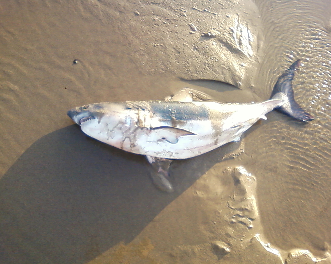 101 Mile By Mile Guide To Shark Stranded Near Waldport On The